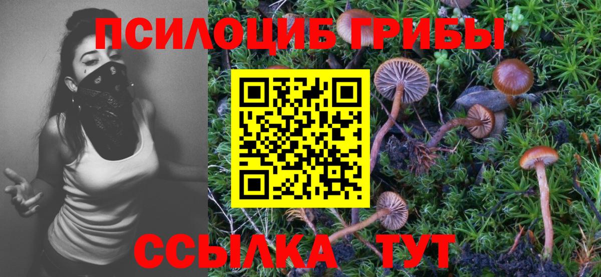 купить закладку  Вход с VPN  Егорьевск  Псилоцибиновые грибы мицелий 